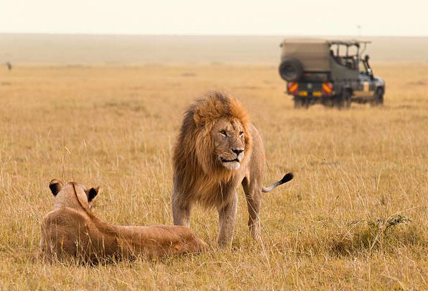Kenya - Safari Extravaganza
